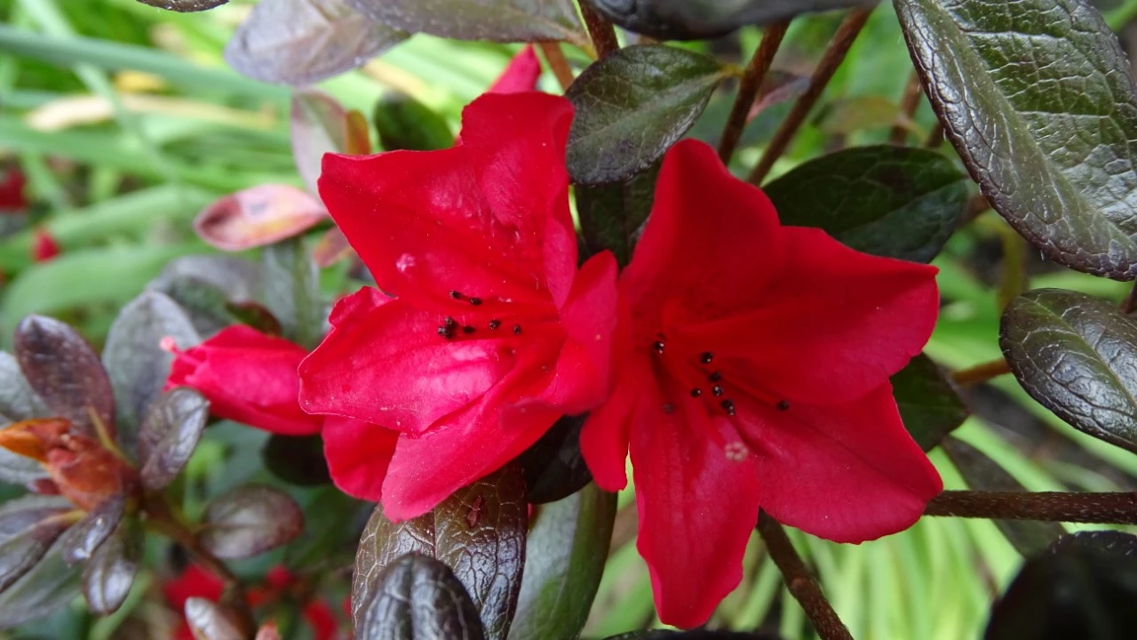 'Ward's Ruby'